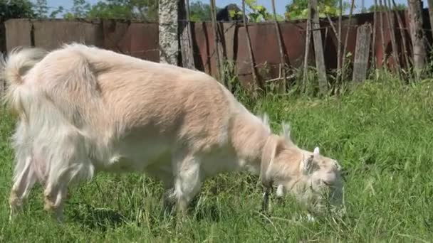 Eine weiße junge Ziege an der Leine grast im Sommer am Dorfzaun im grünen Gras. Das Konzept der Tierhaltung — Stockvideo