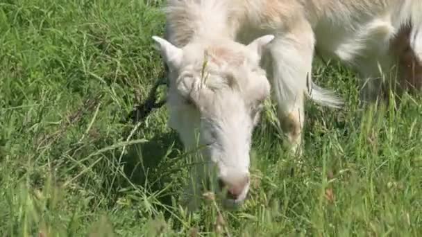 田舎の夏に緑の草の中にカラー草を持つ白い国内のヤギ。夏の家父長制の概念 — ストック動画