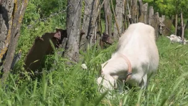 Une jeune chèvre blanche en laisse broute près de la clôture du village en été dans l'herbe verte. Le concept d'élevage. gros plan