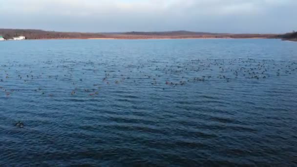 Vue aérienne d'un groupe de colverts nageant paisiblement dans un grand lac. Canards sauvages in vivo nature libre