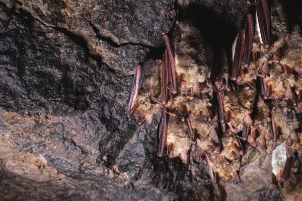 A small brown Caucasian bat sleeps hanging from the ceiling of a rock cave. Small bats in the natural environment