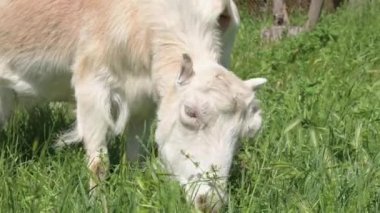 Tasmalı beyaz keçiler güneşli bir günde yeşil çimlerde kırsal bir çitin yanında otluyor. Çiftçilik ve çiftlik hayvanı çiftçiliği kavramı