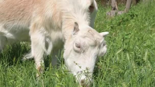 Белые козы на поводке с воротниками пасутся рядом с сельским забором на зеленой траве в солнечный день. концепция сельского хозяйства и животноводства крупным планом — стоковое видео
