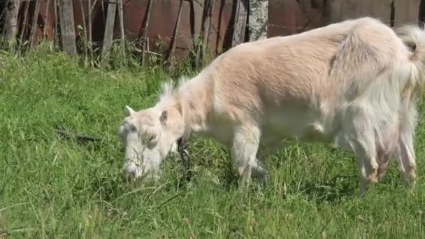 Eine weiße junge Ziege an der Leine grast im Sommer am Dorfzaun im grünen Gras. Das Konzept der Tierhaltung — Stockvideo