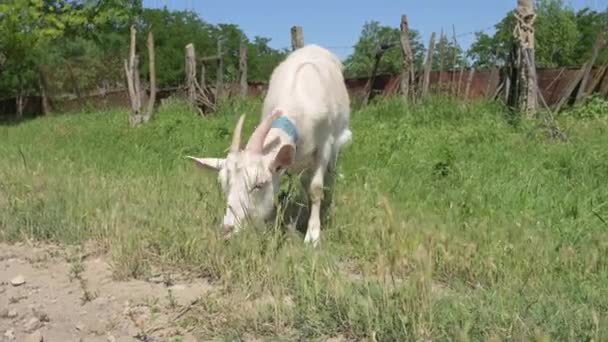 Une jeune chèvre blanche en laisse broute près de la clôture du village en été dans l'herbe verte. Le concept d'élevage