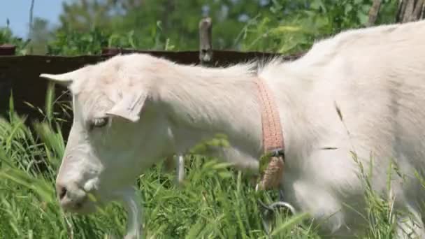 Capre bianche al guinzaglio con colletti pascolano accanto a una recinzione rurale su erba verde in una giornata di sole. concetto di agricoltura e allevamento primo piano — Video Stock