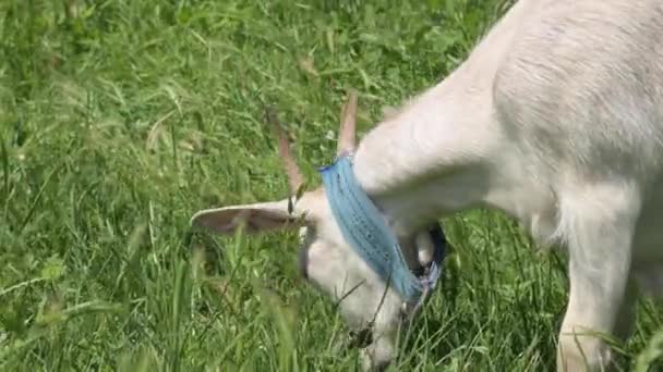 Capre bianche al guinzaglio con colletti pascolano accanto a una recinzione rurale su erba verde in una giornata di sole. concetto di agricoltura e allevamento primo piano — Video Stock