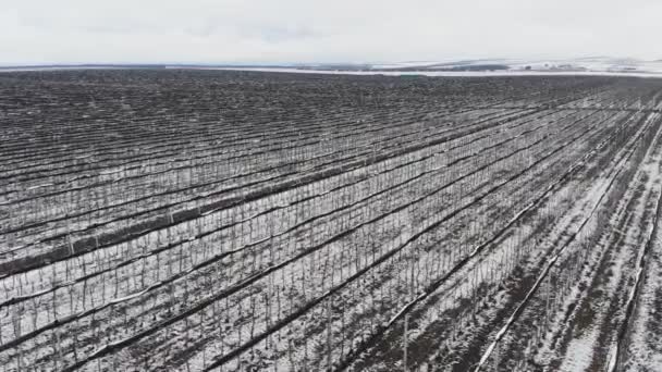 Vista aireada de huertos de manzanas de invierno cubiertos de nieve. Agrocultivos de verano en invierno — Vídeo de stock