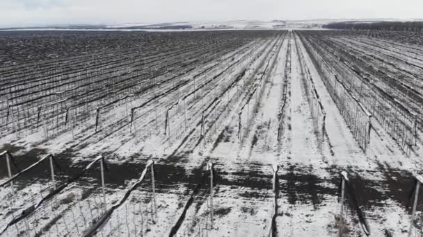 Ευάερη θέα των χειμερινών οπωρώνων μήλου που καλύπτονται με χιόνι. Καλοκαιρινές καλλιέργειες το χειμώνα — Αρχείο Βίντεο