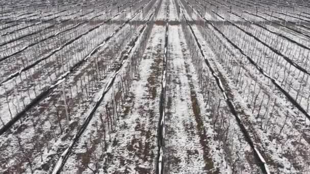 Vista aireada de huertos de manzanas de invierno cubiertos de nieve. Agrocultivos de verano en invierno — Vídeos de Stock