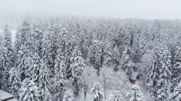 Vista aérea de uma floresta de inverno nevada durante uma queda de neve florestas de montanha coníferas. Fundo de inverno com efeito de paralaxe para a frente e queda de neve real — Vídeo de Stock