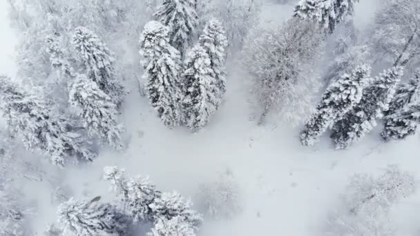 在降雪的针叶林中，空中俯瞰着白雪覆盖的冬季森林。具有前视差效应和真正降雪的冬季背景 — 图库视频影像