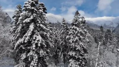 Kış dağ manzarası, Kafkas dağlarındaki karla kaplı kozalaklı ormanın havadan görünüşüdür..