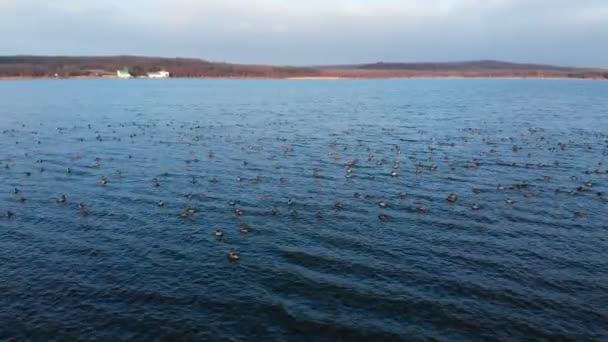 Veduta aerea di un gruppo di anatre domestiche che nuotano tranquillamente in un grande lago. Anatre selvatiche in vivo natura libera — Video Stock