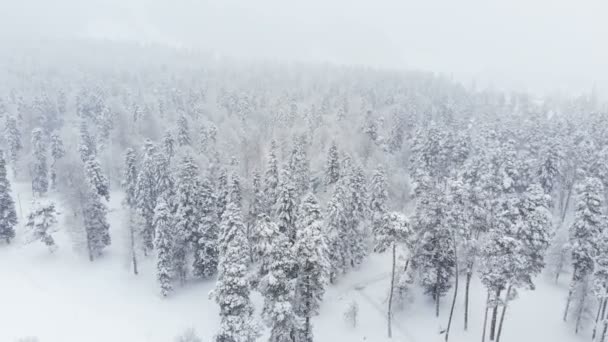 Vista aérea de un bosque invernal nevado durante una nevada bosques de montaña de coníferas. Fondo de invierno con efecto de paralaje hacia adelante y nevadas reales — Vídeos de Stock