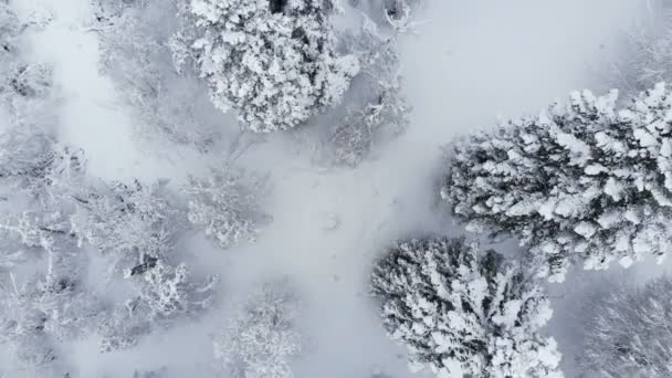 冬季针叶树的空中景观永远绿树成荫。白雪覆盖的松树，在阴天的冬日吃东西。从上面看 — 图库视频影像