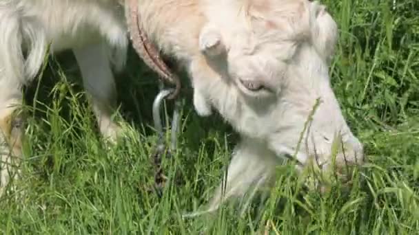 Großaufnahme Maulkorb weiße Ziege grast auf grünem Gras neben Dorfzaun an der Leine — Stockvideo