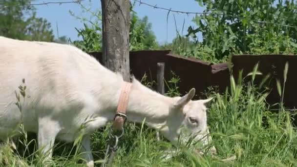 Adulto bianco capra pascola su erba verde accanto alla recinzione del villaggio al guinzaglio — Video Stock
