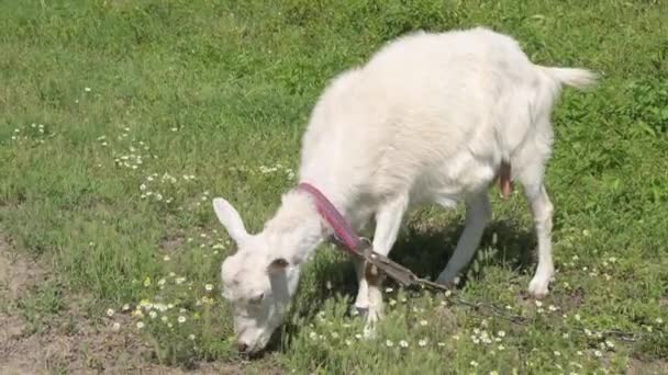 Ausgewachsene weiße Ziege grast auf grünem Gras neben Dorfzaun an der Leine — Stockvideo