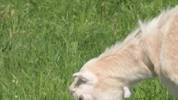 Großaufnahme Maulkorb weiße Ziege grast auf grünem Gras neben Dorfzaun an der Leine — Stockvideo