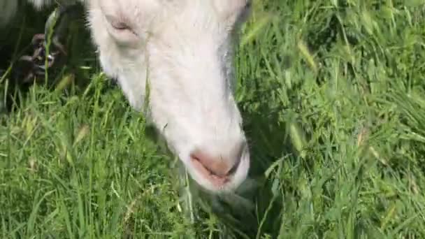 Primo piano muso bianco capra pascola su erba verde accanto alla recinzione del villaggio al guinzaglio — Video Stock