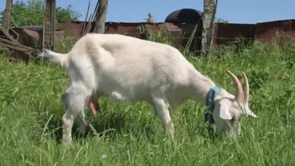 Ausgewachsene weiße Ziege grast auf grünem Gras neben Dorfzaun an der Leine — Stockvideo