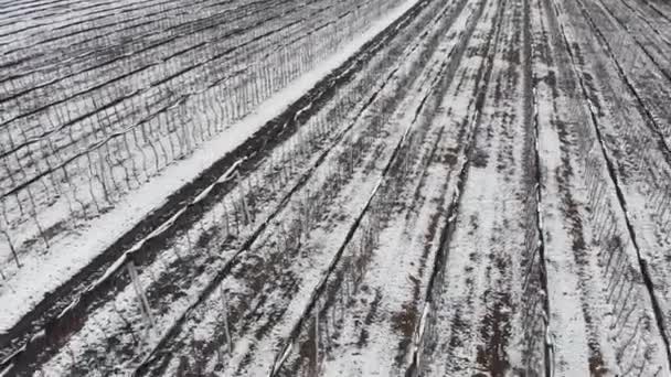 Vista aireada de huertos de manzanas de invierno cubiertos de nieve. Agrocultivos de verano en invierno — Vídeos de Stock