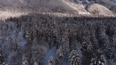Kış dağ manzarası Kafkas dağlarındaki karla kaplı kozalaklı ormanın havadan görünüşüdür. Dağlarda seyahat ve dinlenme kavramı.