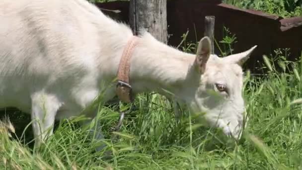 Une jeune chèvre blanche en laisse broute près de la clôture du village en été dans l'herbe verte. Le concept d'élevage. gros plan