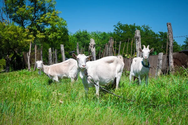 Két fehér kecske pórázon, gallérral legeltet egy vidéki kerítés mellett, zöld füvön, egy napsütéses napon. a gazdálkodás és az állattenyésztés közelképének fogalma — Stock Fotó
