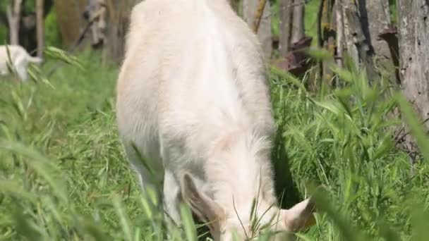 Uma cabra doméstica branca com um colarinho pastoreia em um prado verde entre a grama. Pecuária nas zonas rurais — Vídeo de Stock