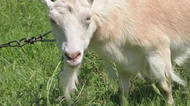 Белая бытовая коза с воротником пасется на зеленом лугу среди травы. Животноводство в сельской местности — стоковое видео