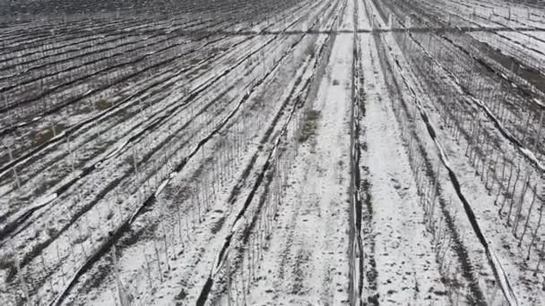 Vista aireada de huertos de manzanas de invierno cubiertos de nieve. Agrocultivos de verano en invierno — Vídeos de Stock