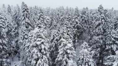 Karmaşık bir ormanın üzerinde süzülen nefes kesici alçak hava manzarası ve karda dalların arasından geçen uzun karlı çam ağaçları. 4k kar yağışı sırasında kış ormanı