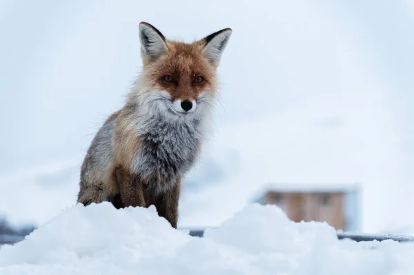 Wilder Rotfuchs sitzt im Schnee vor einer Kulisse aus Metallkonstruktionen im Nordkaukasus — Stockfoto