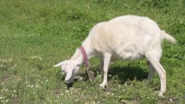 Yakalı beyaz bir keçi çimlerin arasında yeşil bir çayırda otluyor. Kırsal bölgelerdeki çiftlik hayvanları