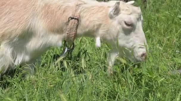 Белая бытовая коза с воротником пасется на зеленом лугу среди травы. Животноводство в сельской местности — стоковое видео