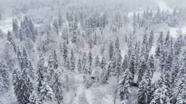 Kar yağışı kozalaklı dağ ormanlarında karlı bir kış ormanının havadan görünüşü. Kış arkaplanı ileri parallaks etkisi ve gerçek kar yağışı