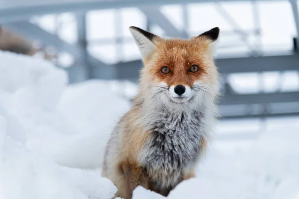 Zorro rojo vulpes vulpes en la naturaleza en el fondo de estructuras grises de metal. Buenas noches, primer plano. — Foto de Stock