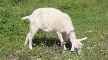 Beyaz evcil keçi çitin yanında yeşil çimlerde otluyor.