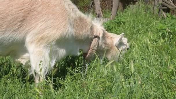 En vit get i koppel betar nära bystängslet på sommaren i det gröna gräset. Begreppet djuruppfödning — Stockvideo
