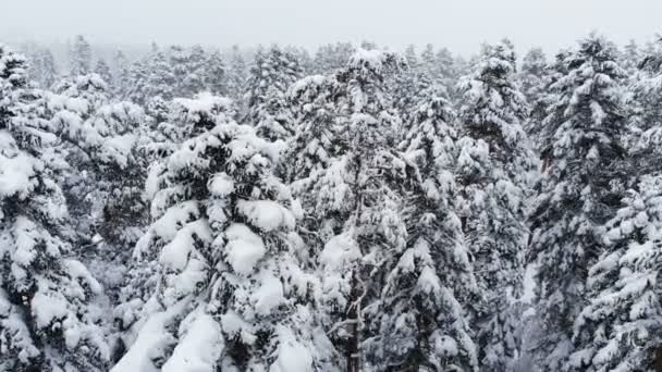 Flygfoto över en snöig vinterskog under ett snöfall barrskog. Vinter bakgrund med framåt parallax effekt och verkliga snöfall — Stockvideo