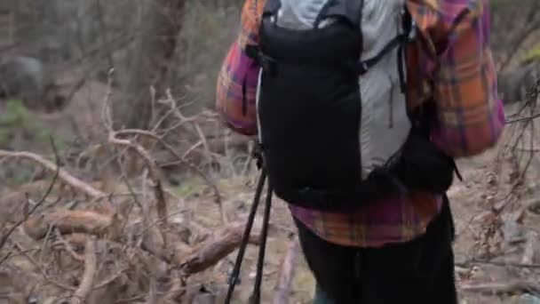 Un jeune homme blanc aux cheveux longs dans un chapeau avec un sac à dos et des bâtons de pistage marche le long d'un sentier forestier dans une forêt de conifères de pins dans les montagnes — Video
