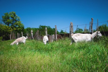 Tasmalı iki beyaz keçi, güneşli bir günde yeşil çimlerde kırsal bir çitin yanında otluyor. Çiftçilik ve çiftlik hayvanı çiftçiliği kavramı
