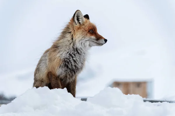 Zorro rojo salvaje se sienta en la nieve sobre un telón de fondo de estructuras metálicas en el Cáucaso Norte —  Fotos de Stock