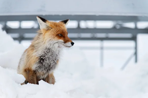 Wild red fox sits in the snow against a backdrop of metal structures in the North Caucasus