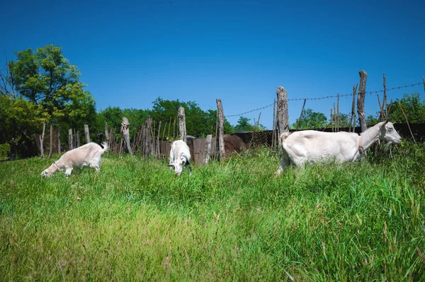 Két fehér kecske pórázon, gallérral legeltet egy vidéki kerítés mellett, zöld füvön, egy napsütéses napon. a gazdálkodás és az állattenyésztés közelképének fogalma — Stock Fotó