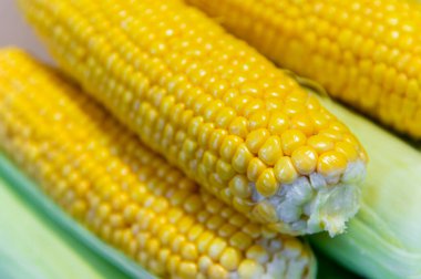 Mısır kabuklu birkaç mısır kabuğunun üst görüntüsü. Sağlıklı ve lezzetli bitkiler..