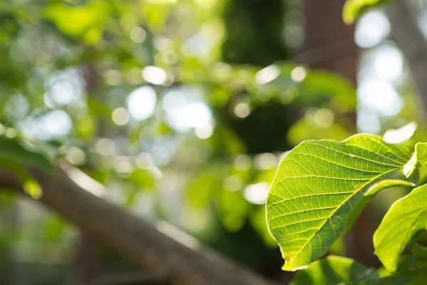 Beautiful Green Leaves Forest — Stock Photo, Image