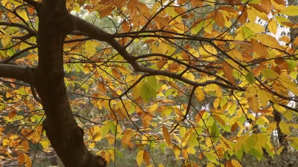 Arbre Automne Avec Des Feuilles Colorées Dans Forêt — Video